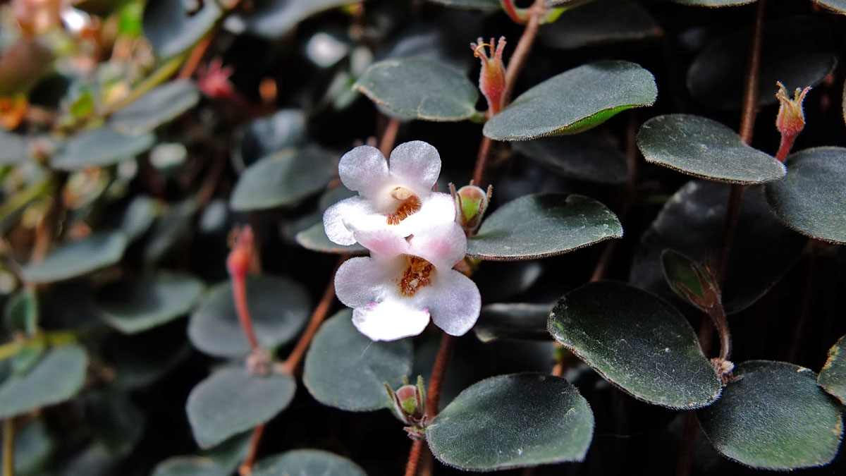 Codonanthe devosiana