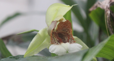 Coelogyne speciosa