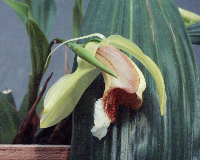 Coelogyne speciosa