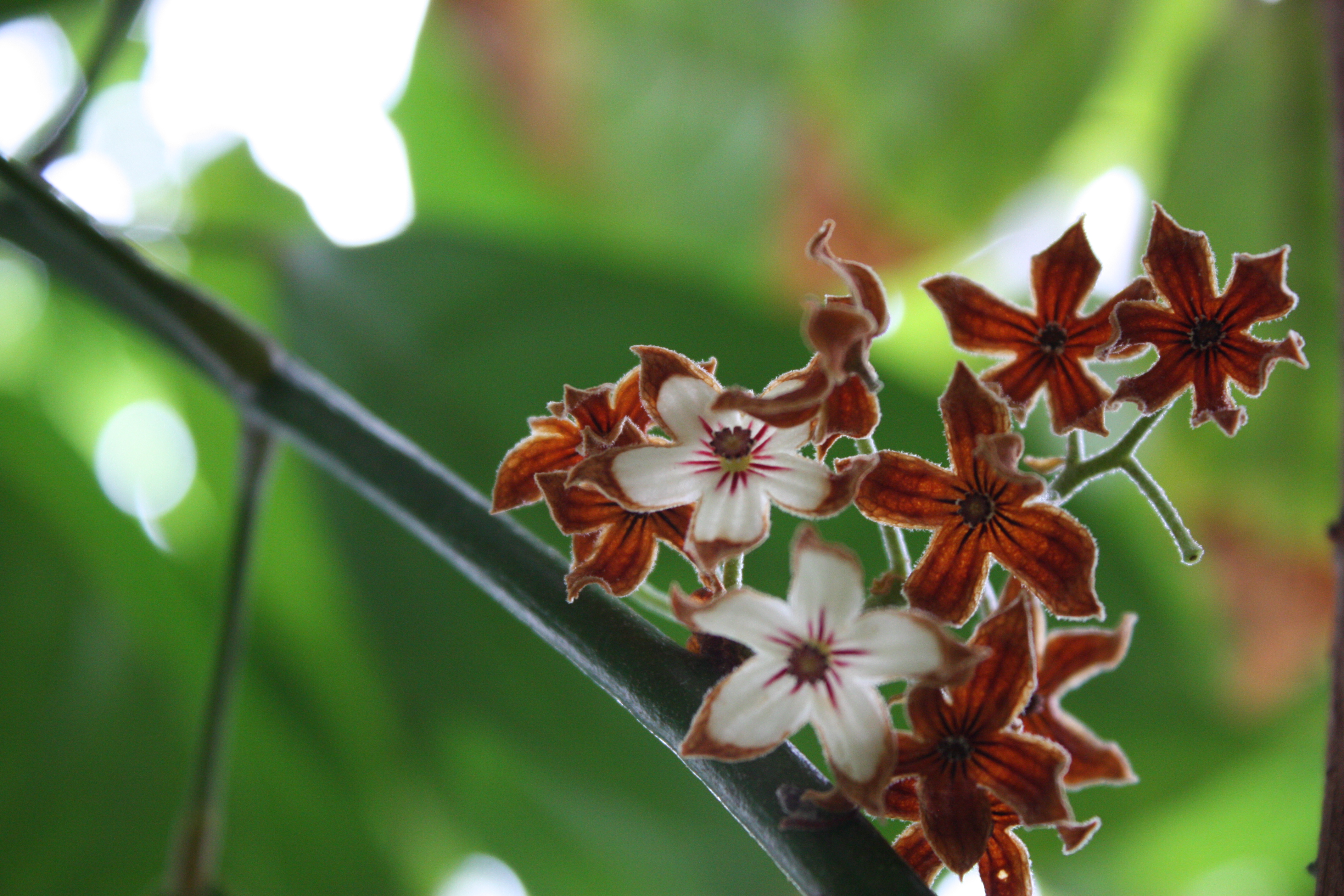 Cola acuminata