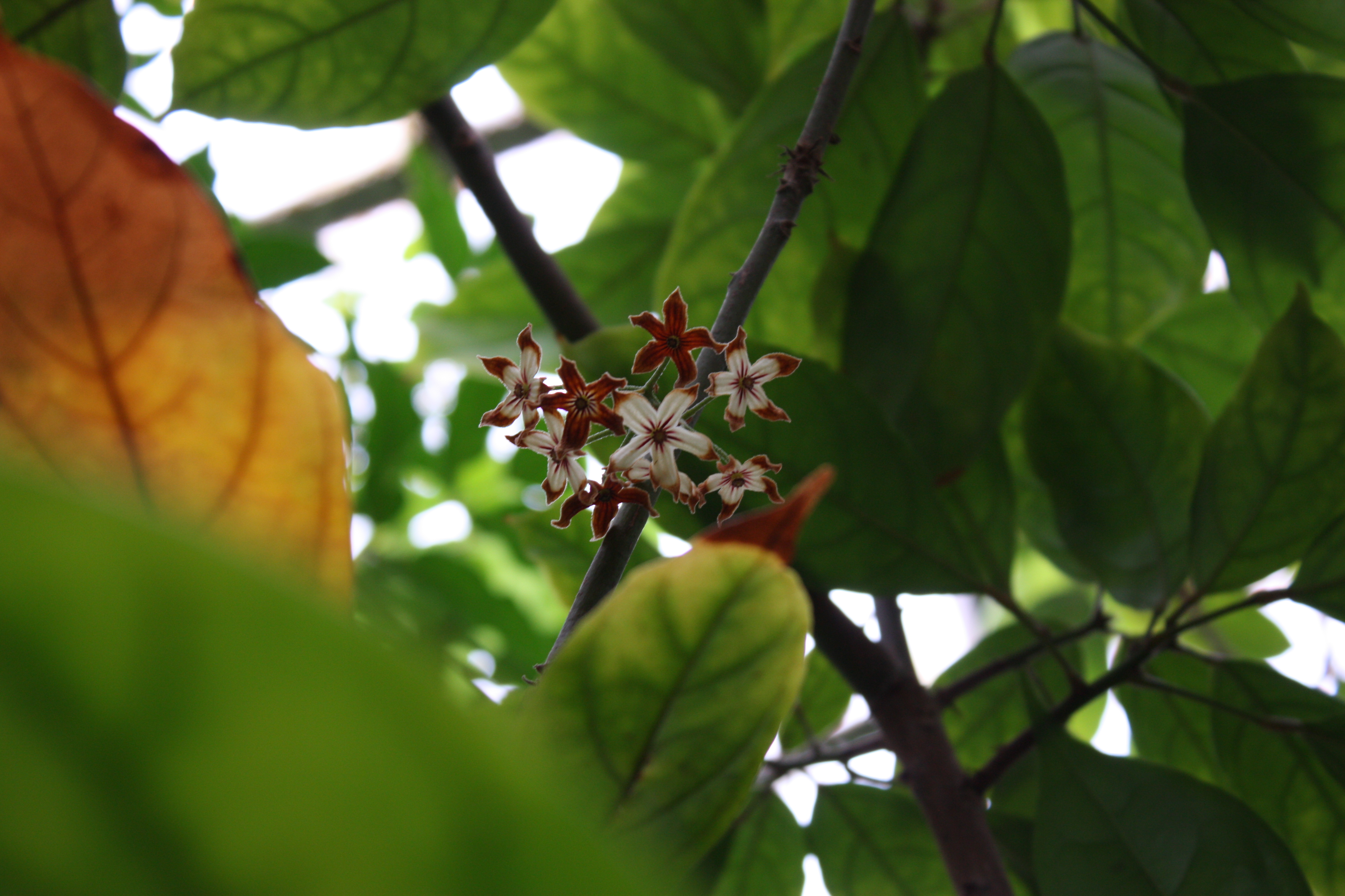 Cola acuminata