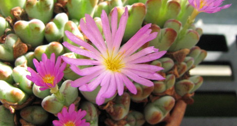 Conophytum chauviniae