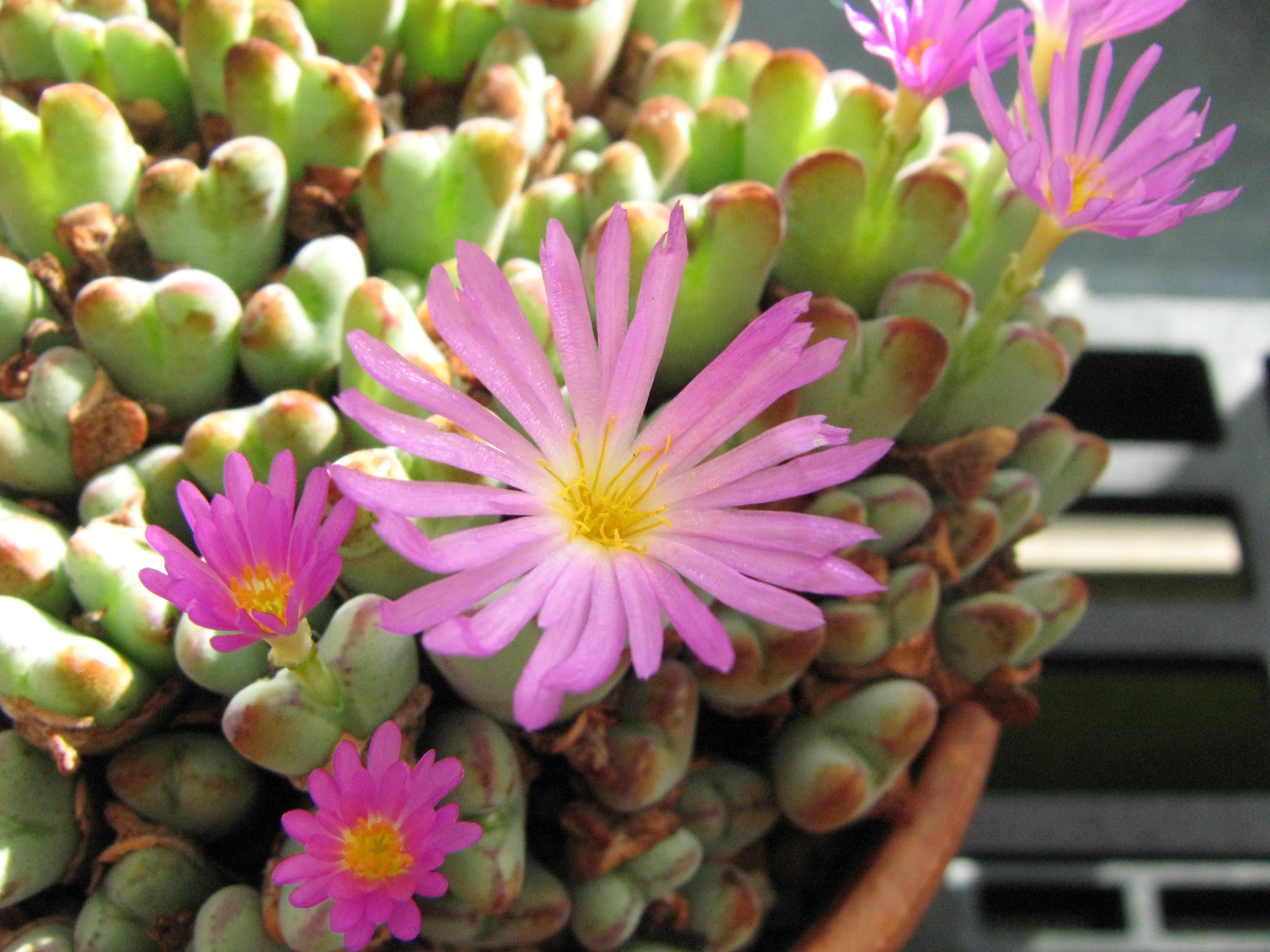 Conophytum chauviniae