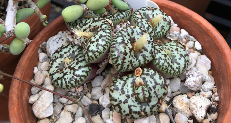 Conophytum obcordellum