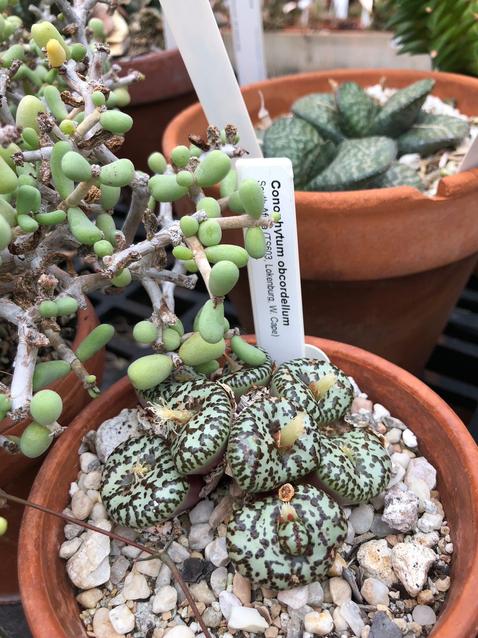 Conophytum obcordellum