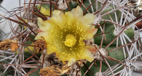 Copiapoa echinoides