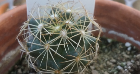 Coryphantha cornifera