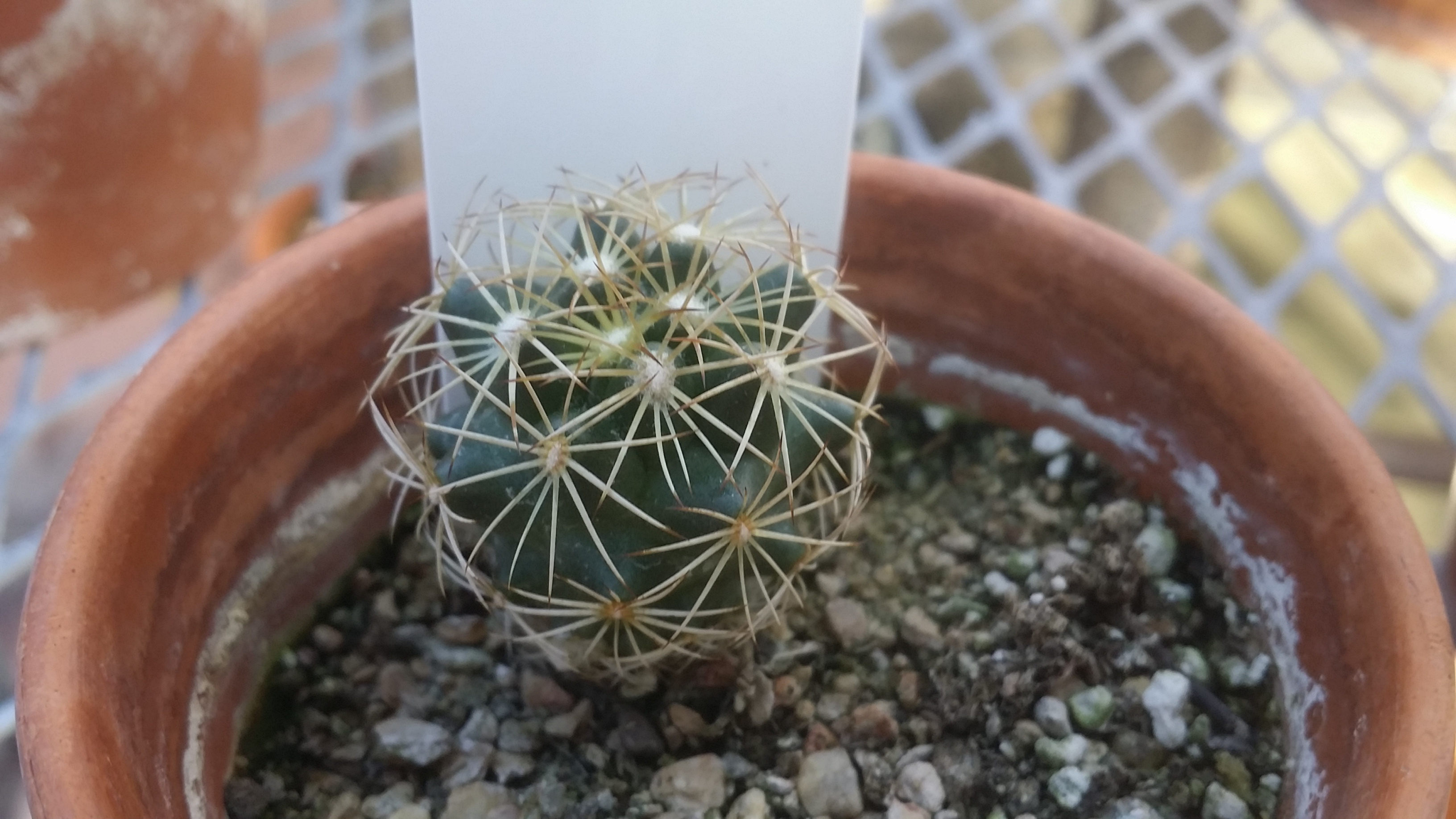 Coryphantha cornifera
