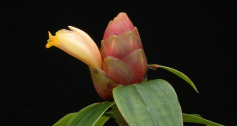 Costus spicatus