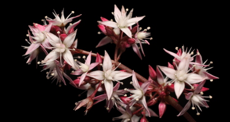 Crassula multicava