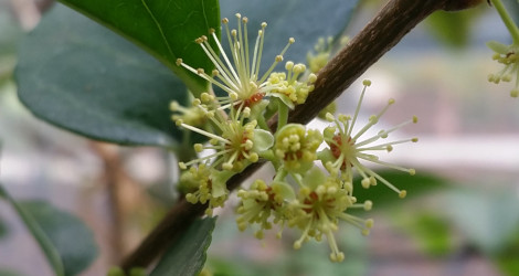 Croton congestus