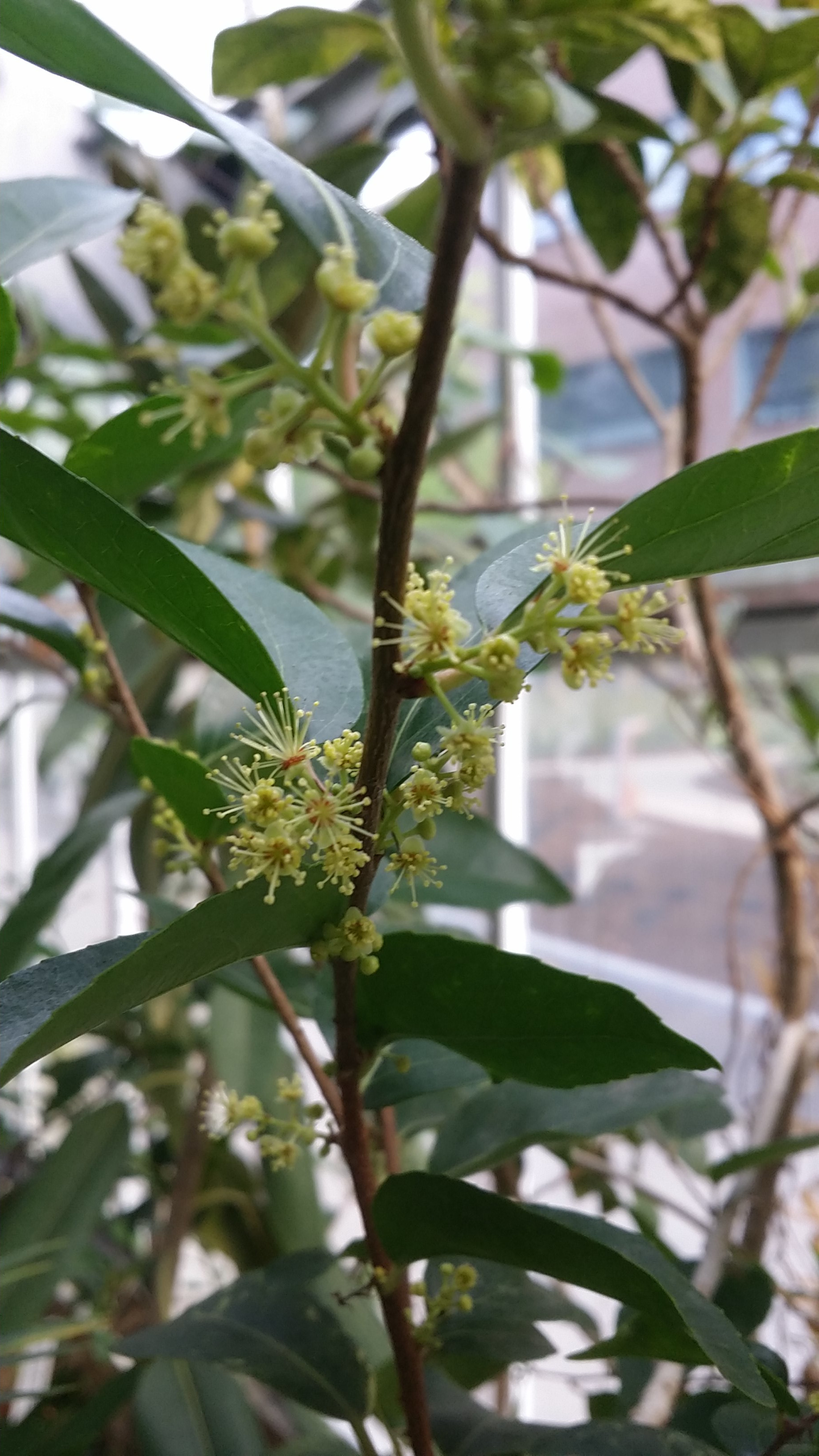 Croton congestus