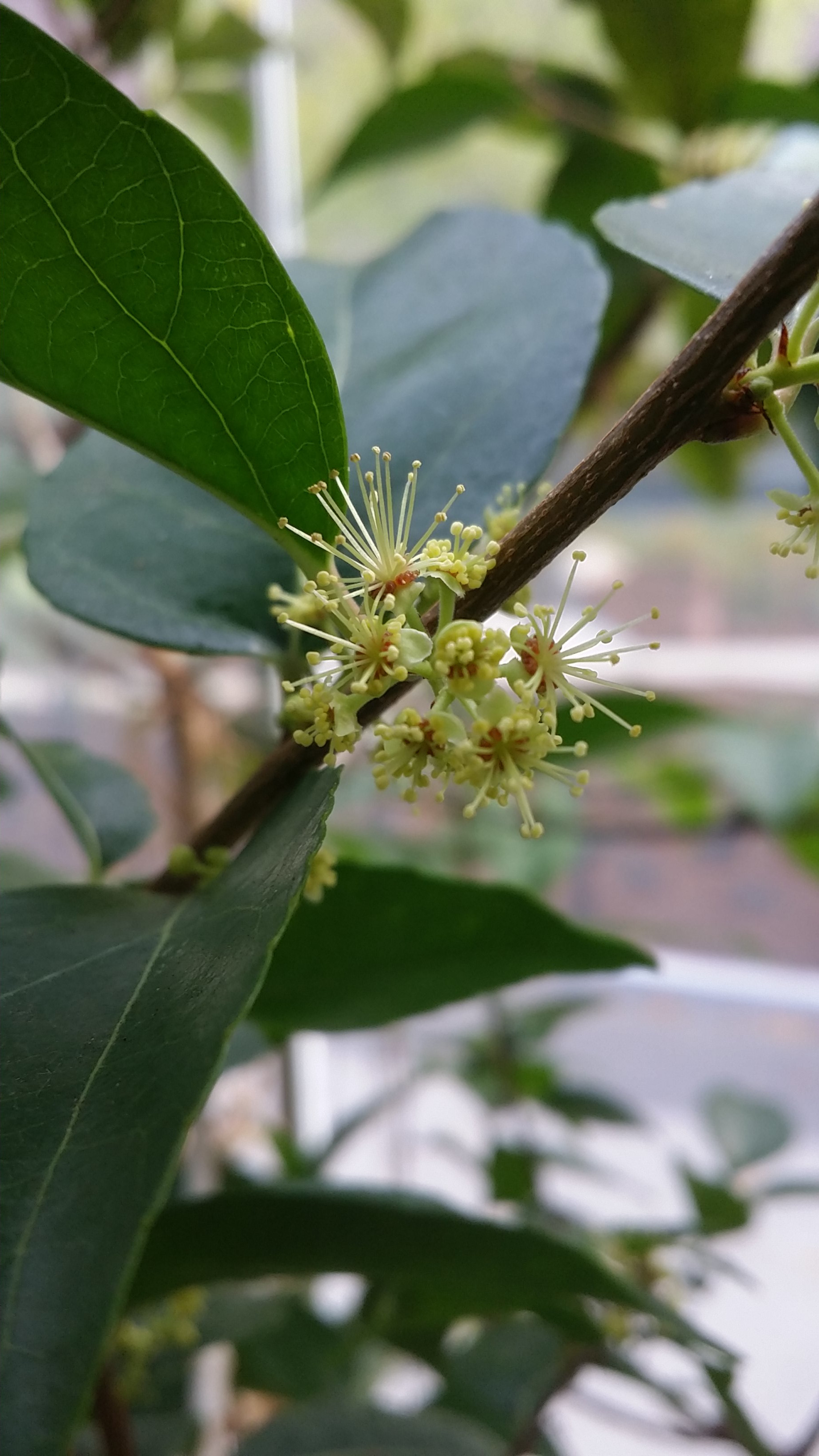 Croton congestus