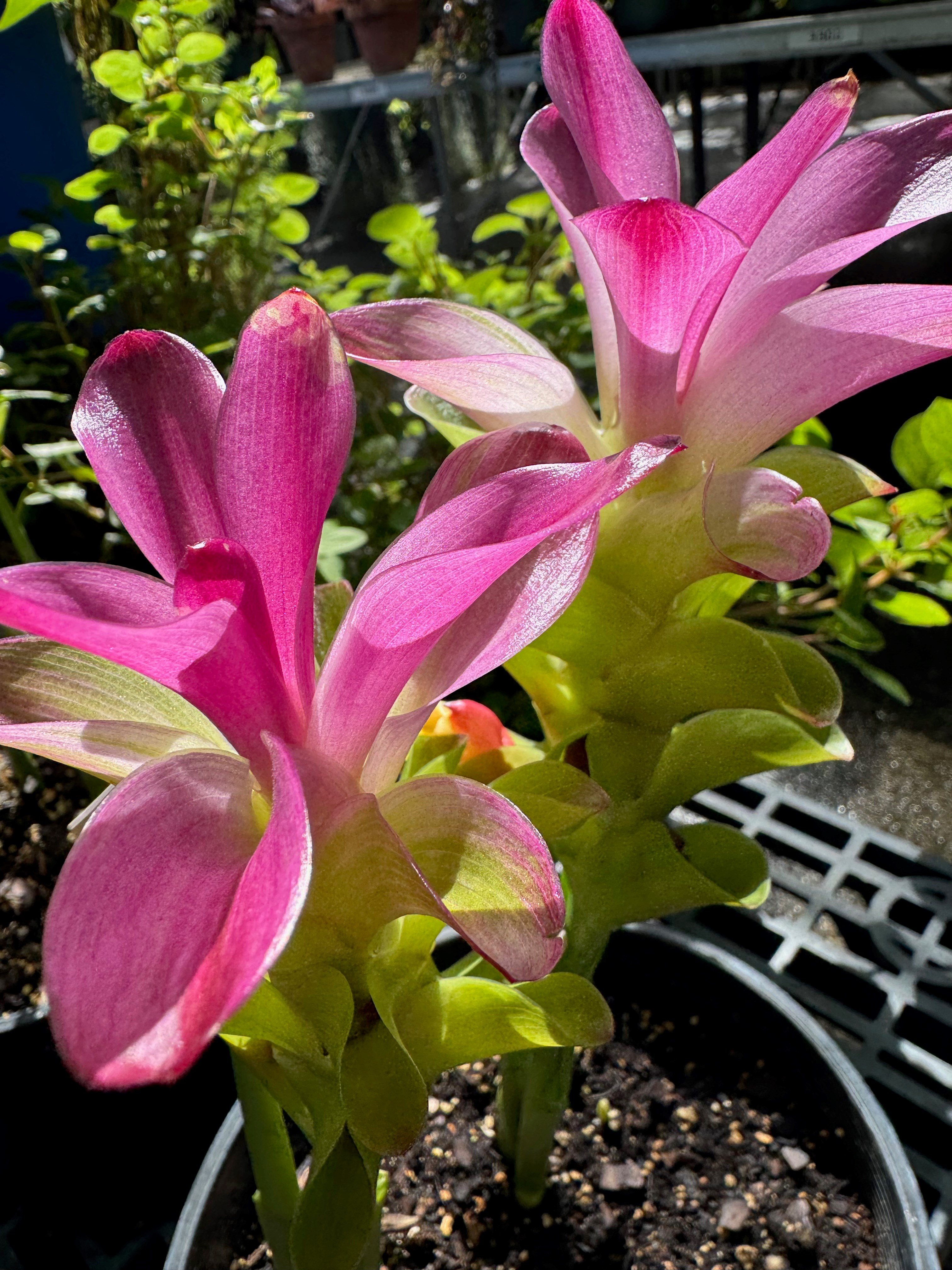 Curcuma aeruginosa