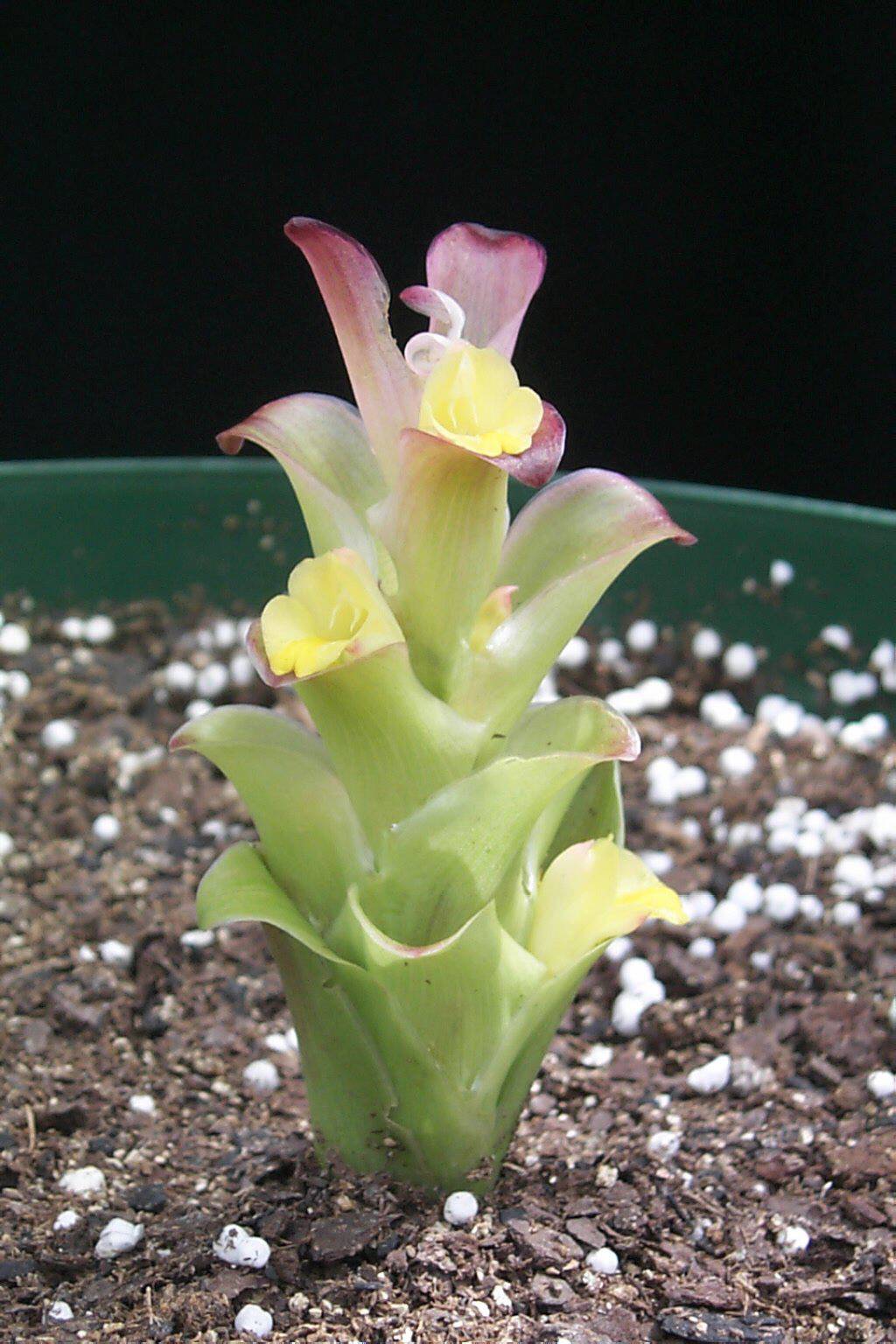 Curcuma attenuata