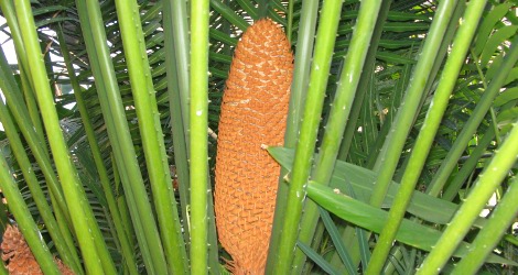 Cycas circinalis