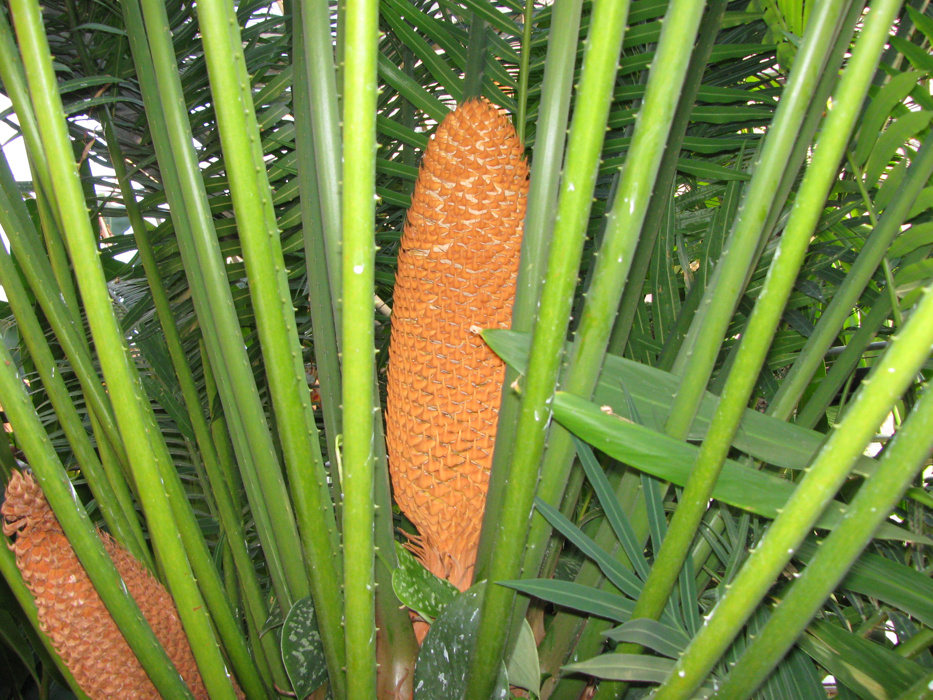 Cycas circinalis