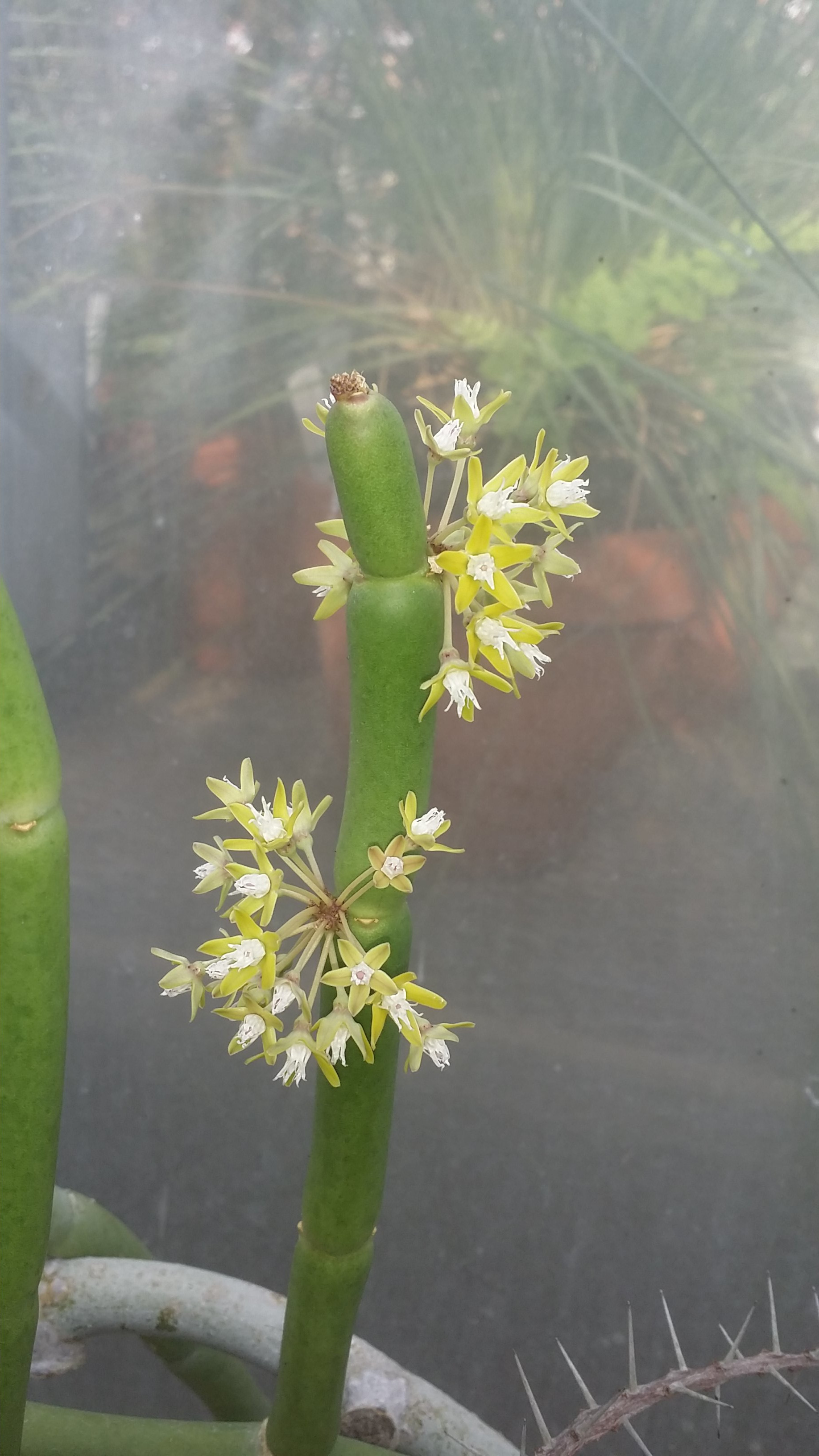 Cynanchum grandidieri
