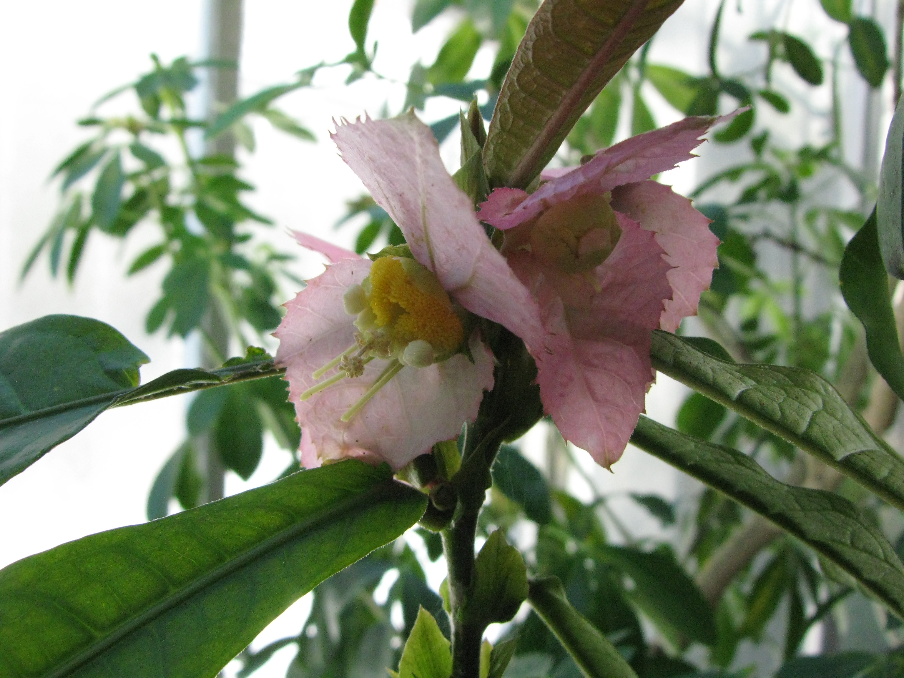 Dalechampia spathulata