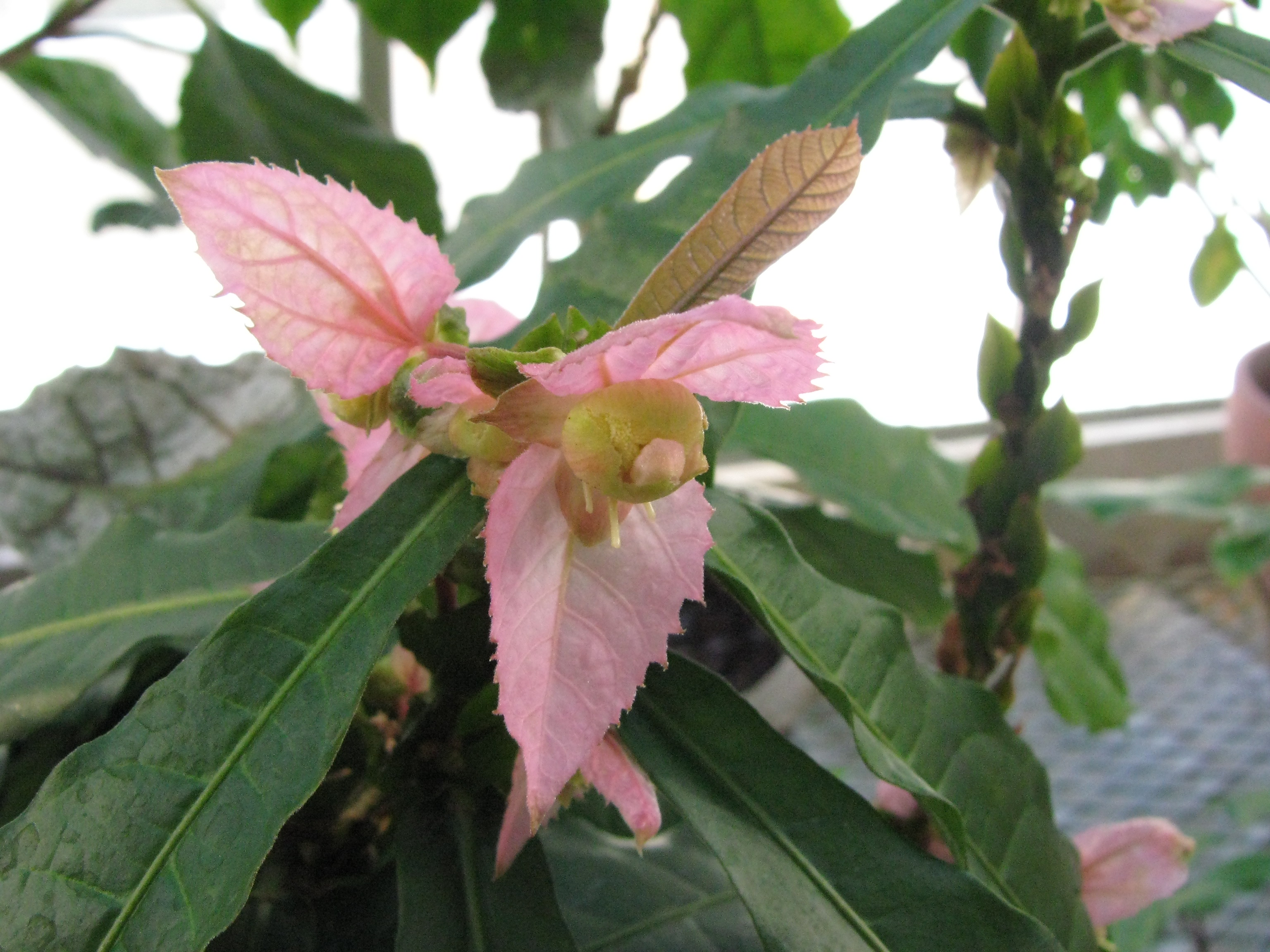 Dalechampia spathulata