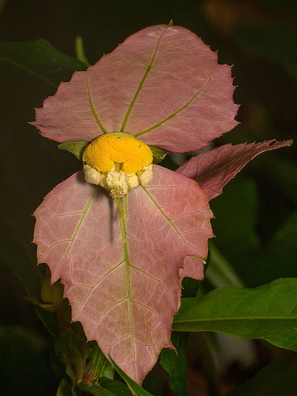 Dalechampia spathulata