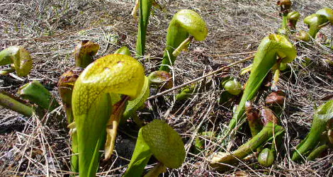 Darlingtonia californica