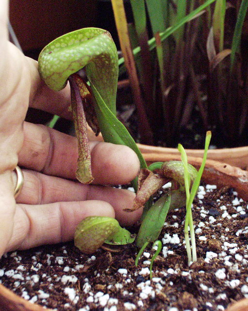 Darlingtonia californica