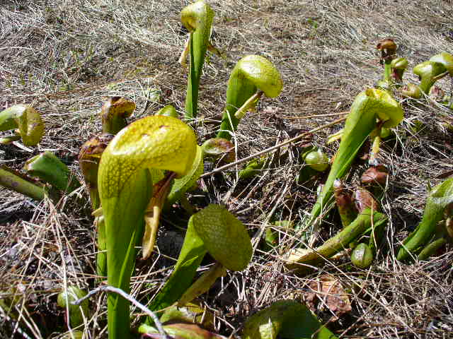 Darlingtonia californica