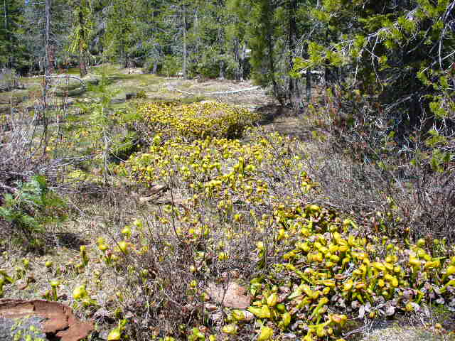 Darlingtonia californica