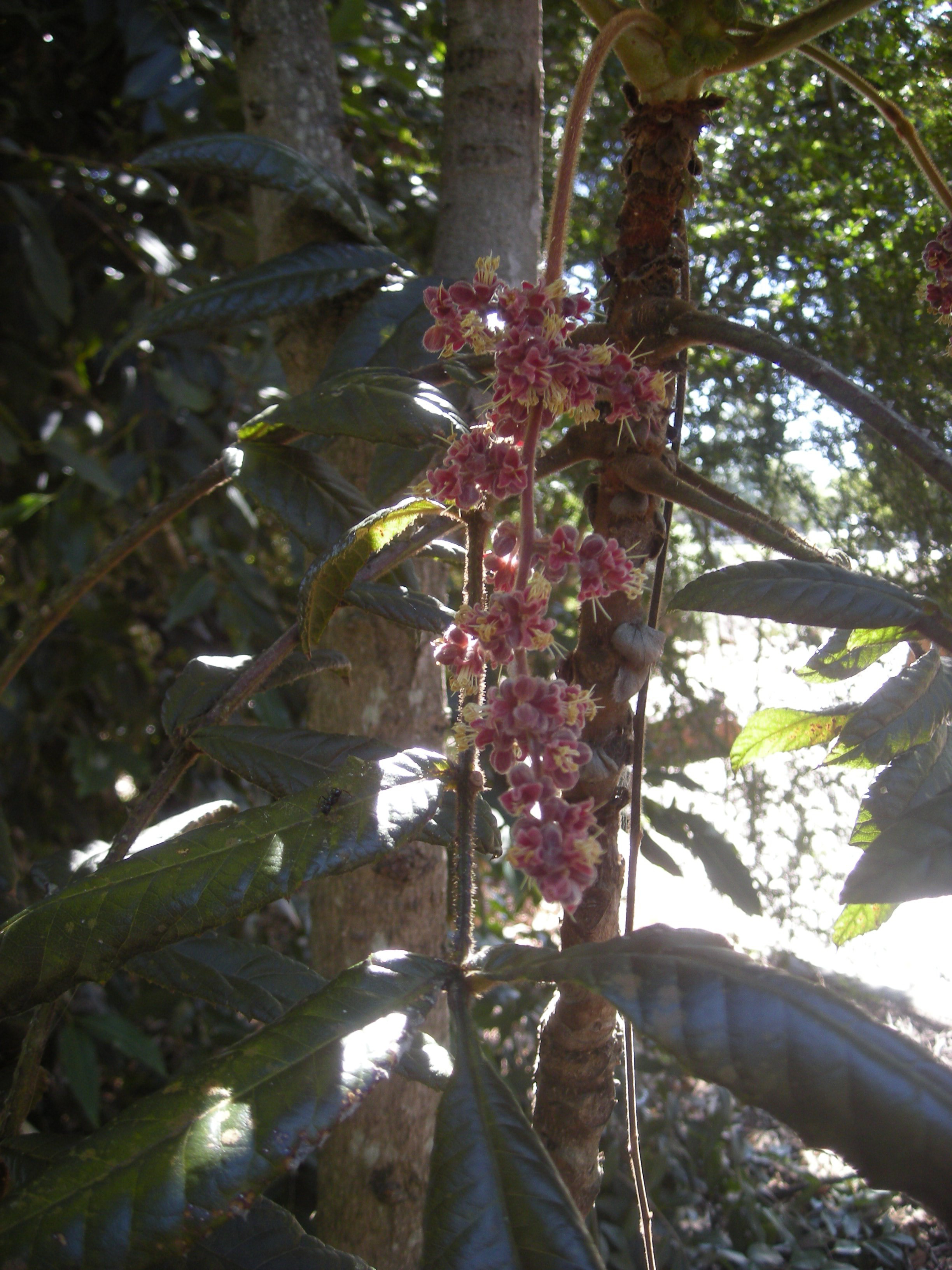 Davidsonia pruriens