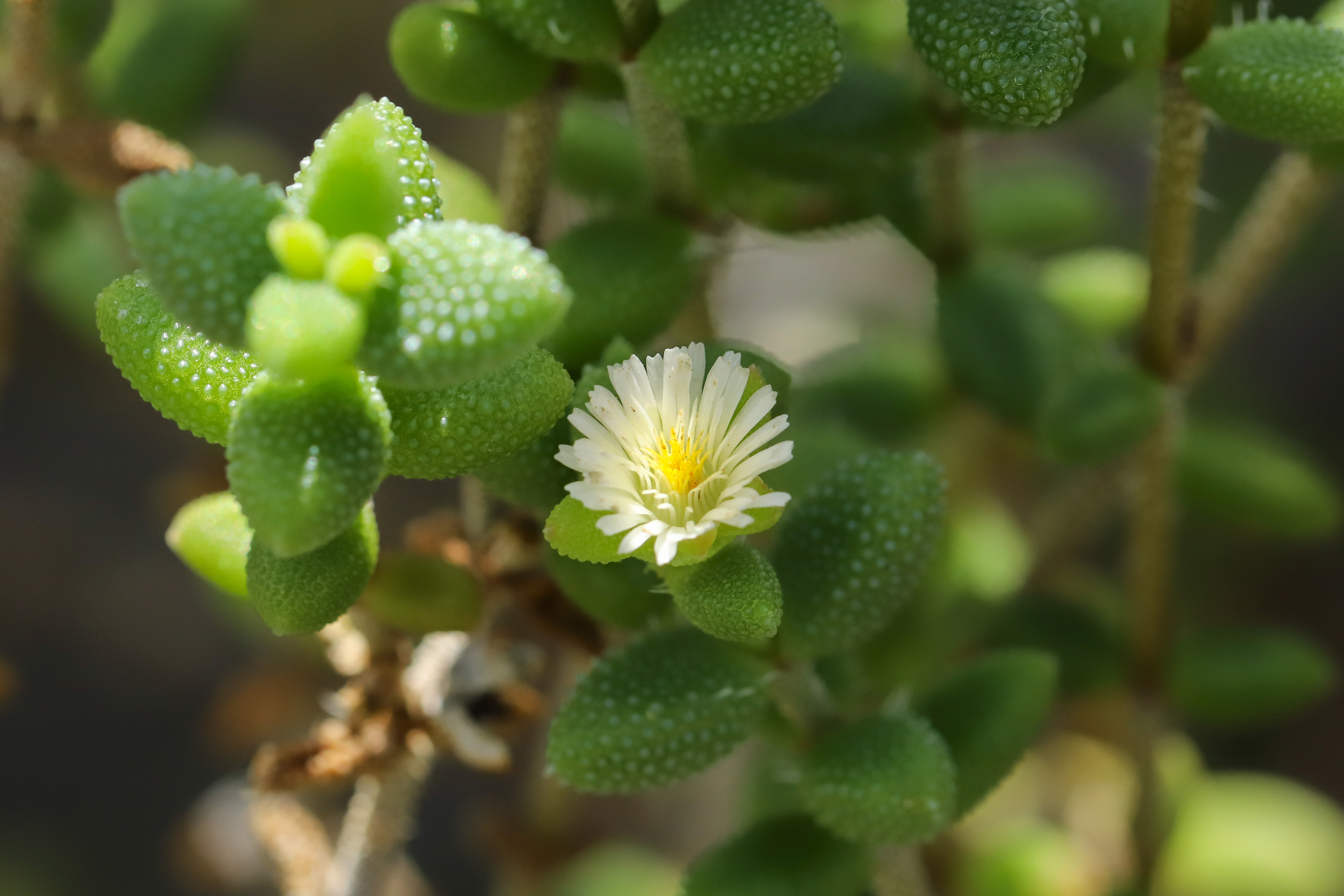 Delosperma pruinosum