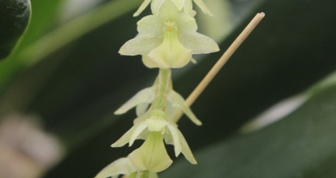 Dendrochilum cobbianum