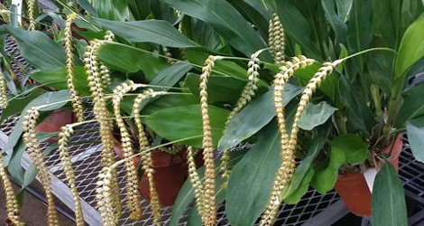 Dendrochilum magnum