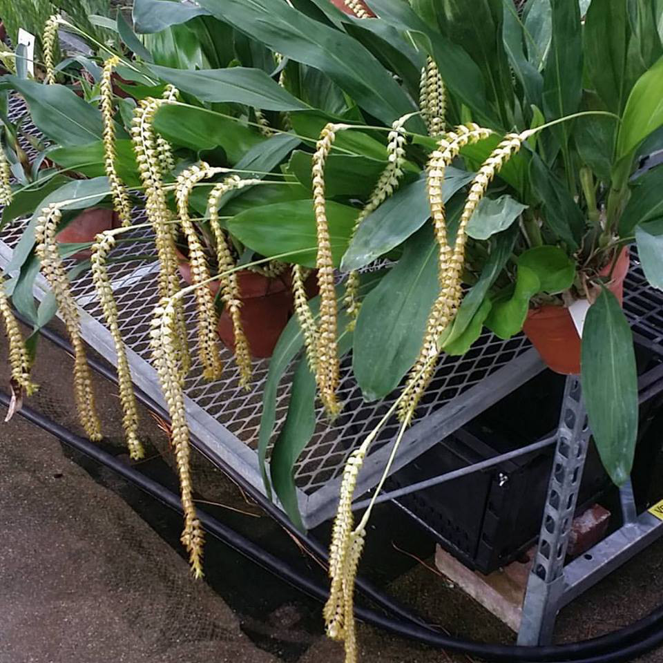 Dendrochilum magnum