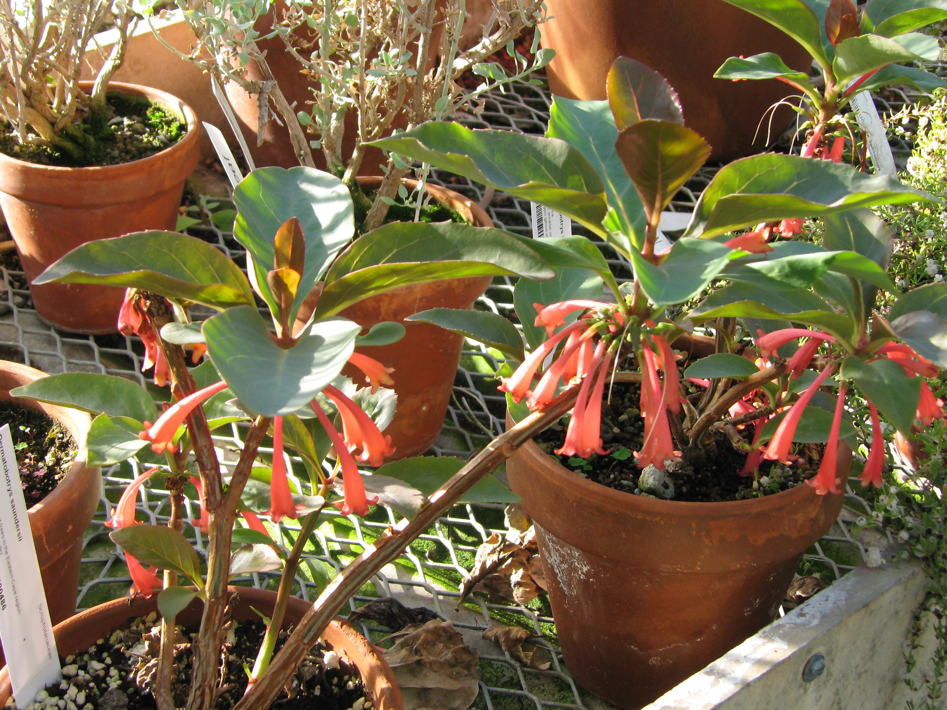 Dermatobotrys saundersii