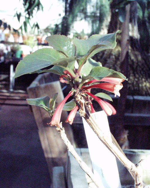 Dermatobotrys saundersii