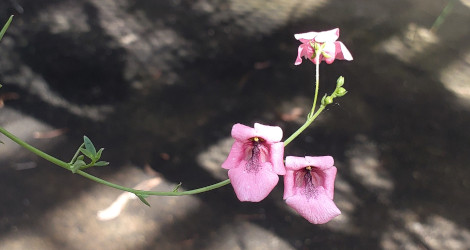 Diascia integerrima