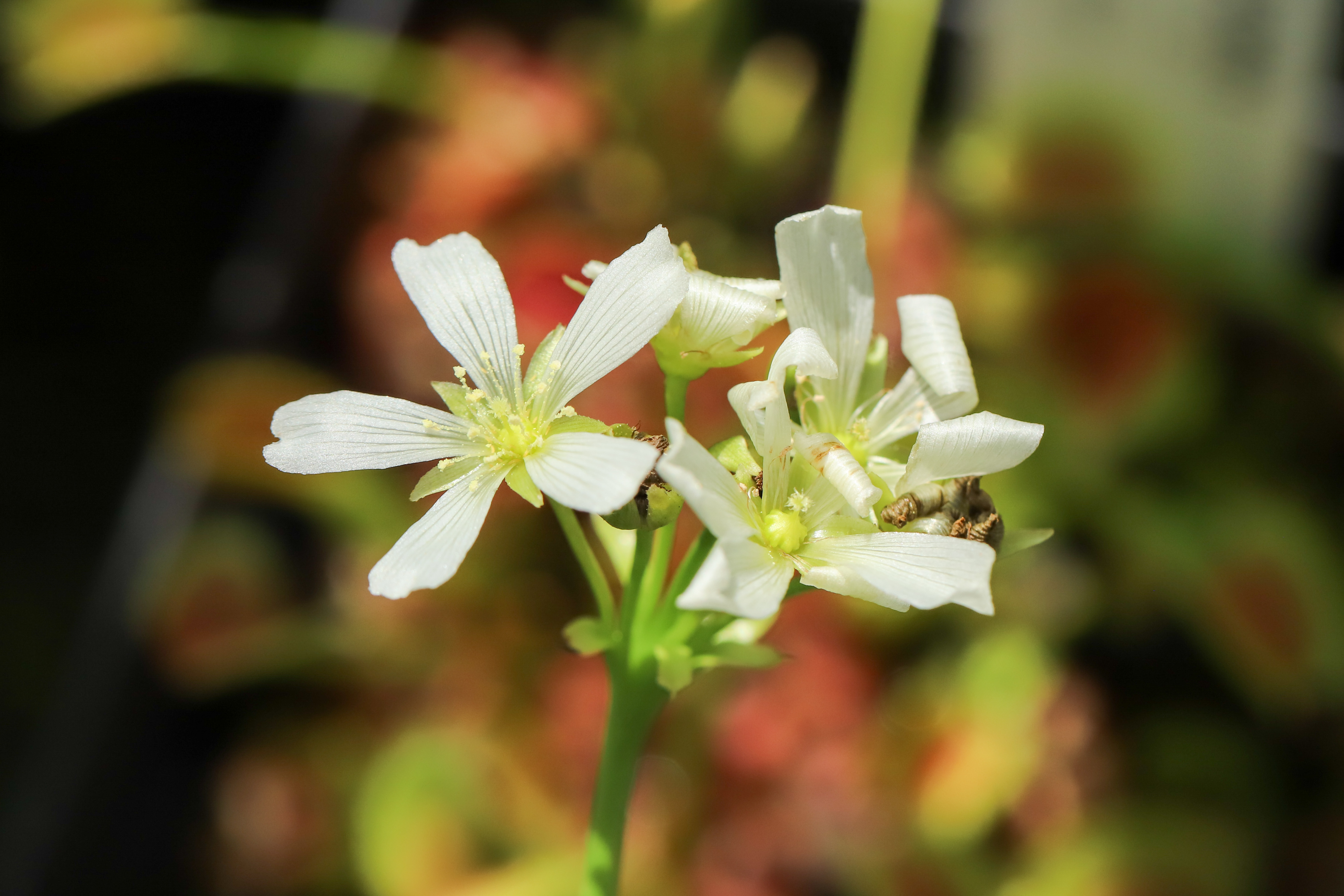 Dionaea muscipula