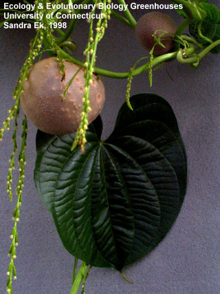 Dioscorea bulbifera