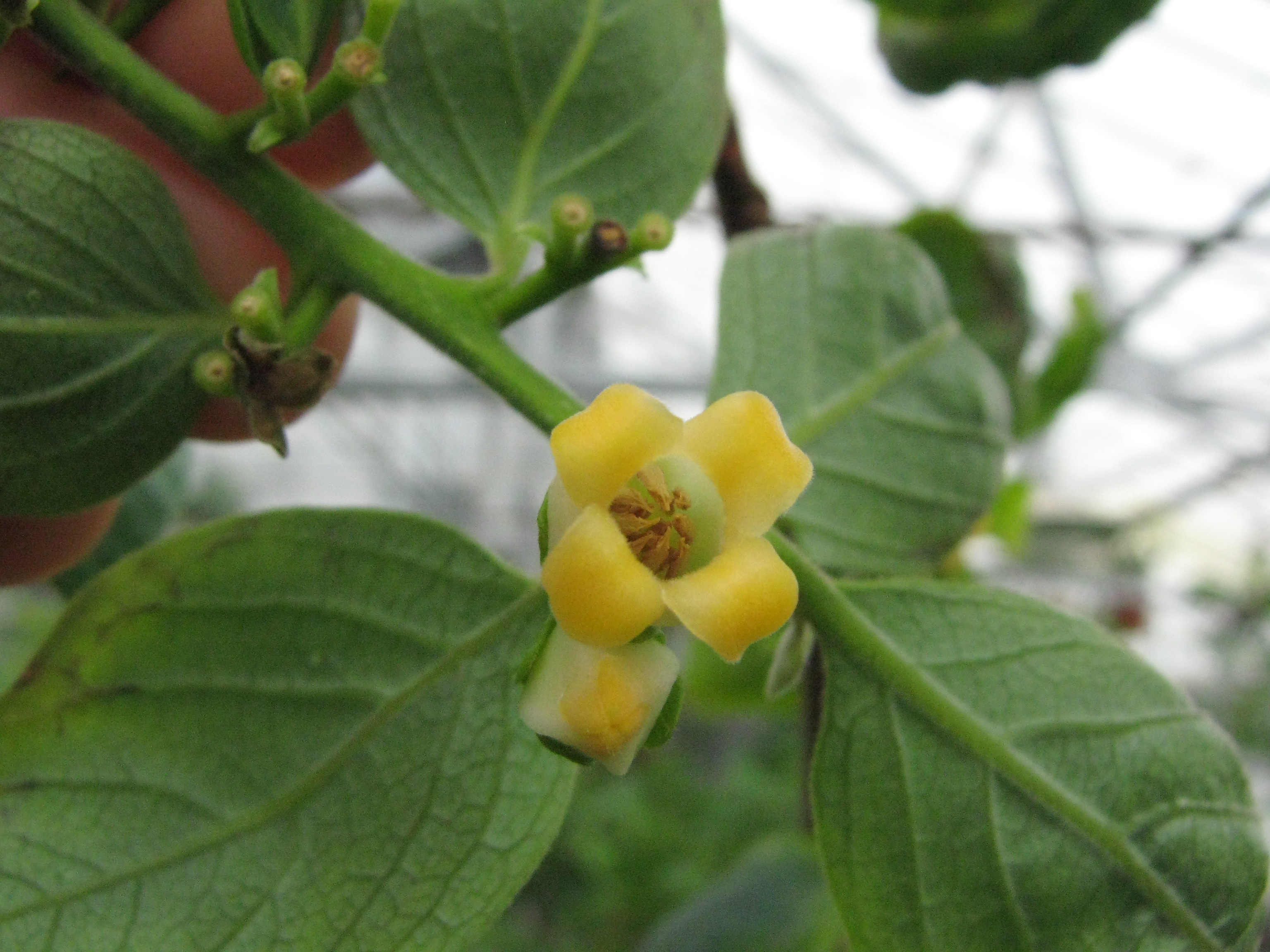 Diospyros kaki