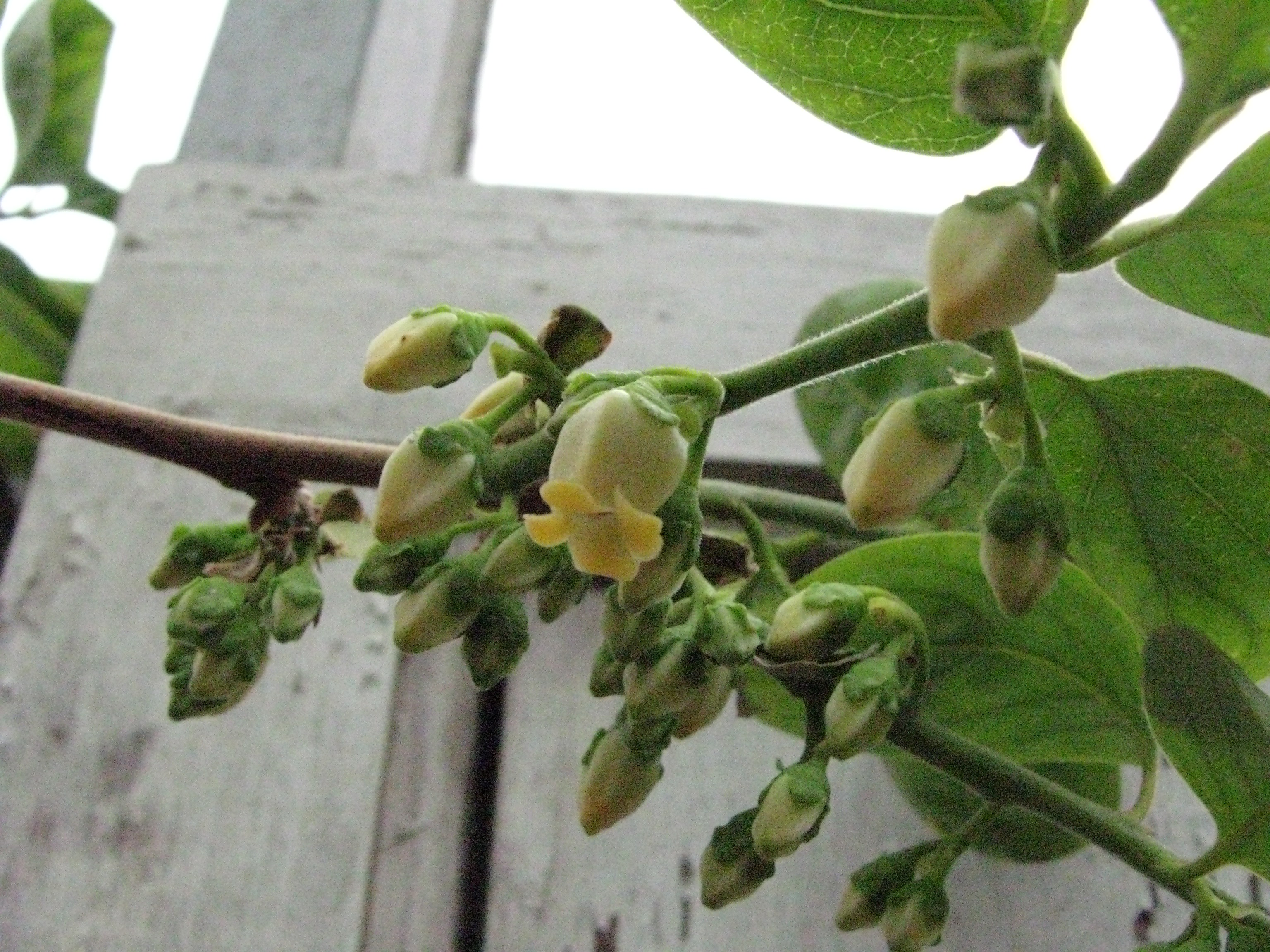 Diospyros kaki