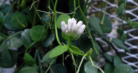 Dischidia albiflora