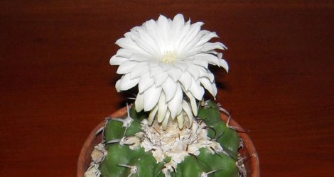 Discocactus placentiformis