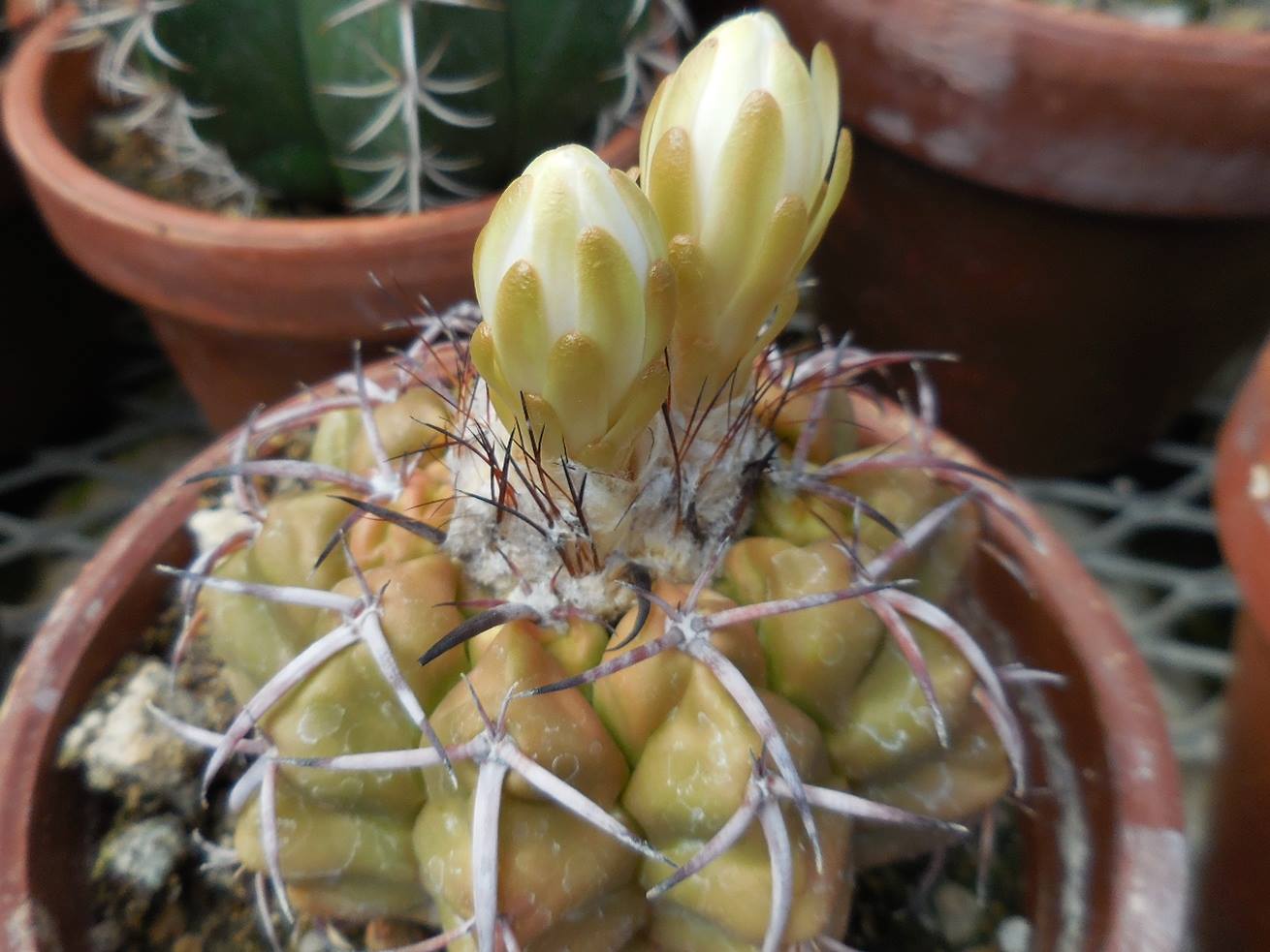 Discocactus placentiformis