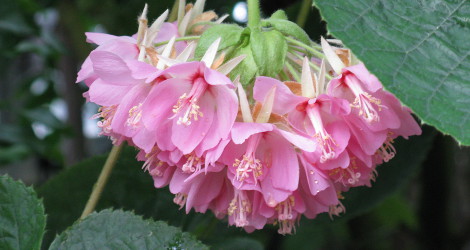 Dombeya wallichii