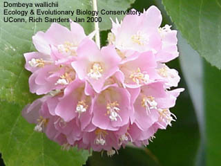 Dombeya wallichii