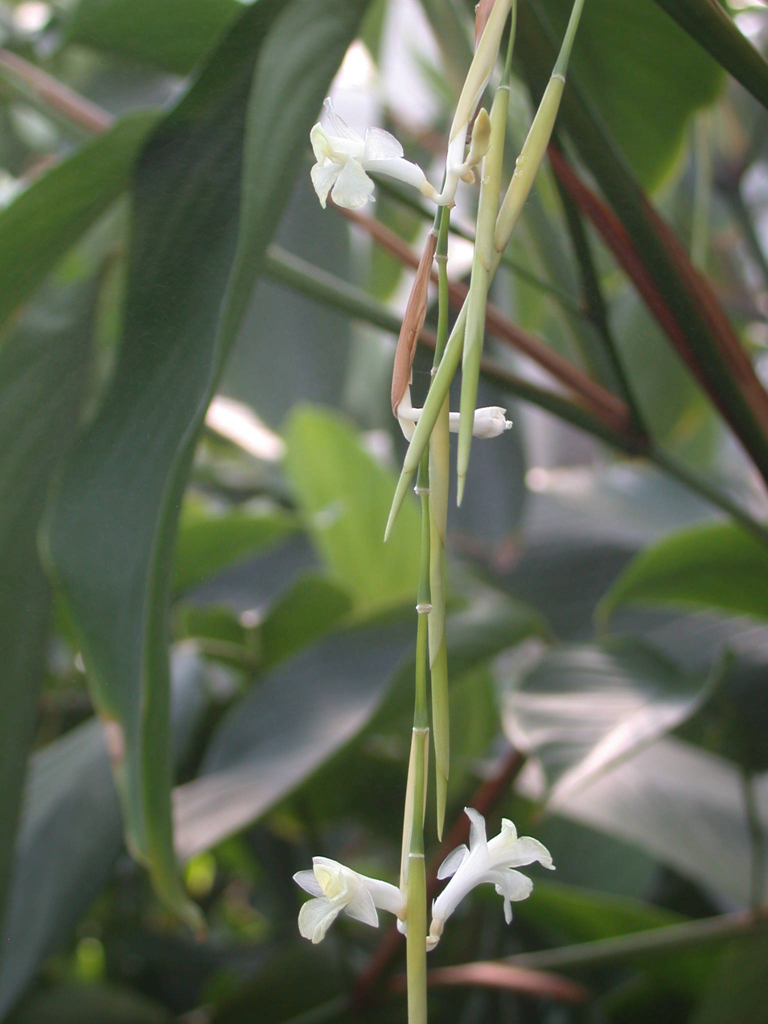 Donax canniformis