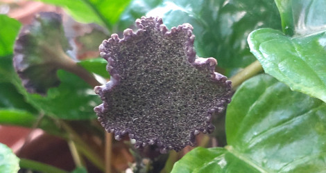 Dorstenia contrajerva