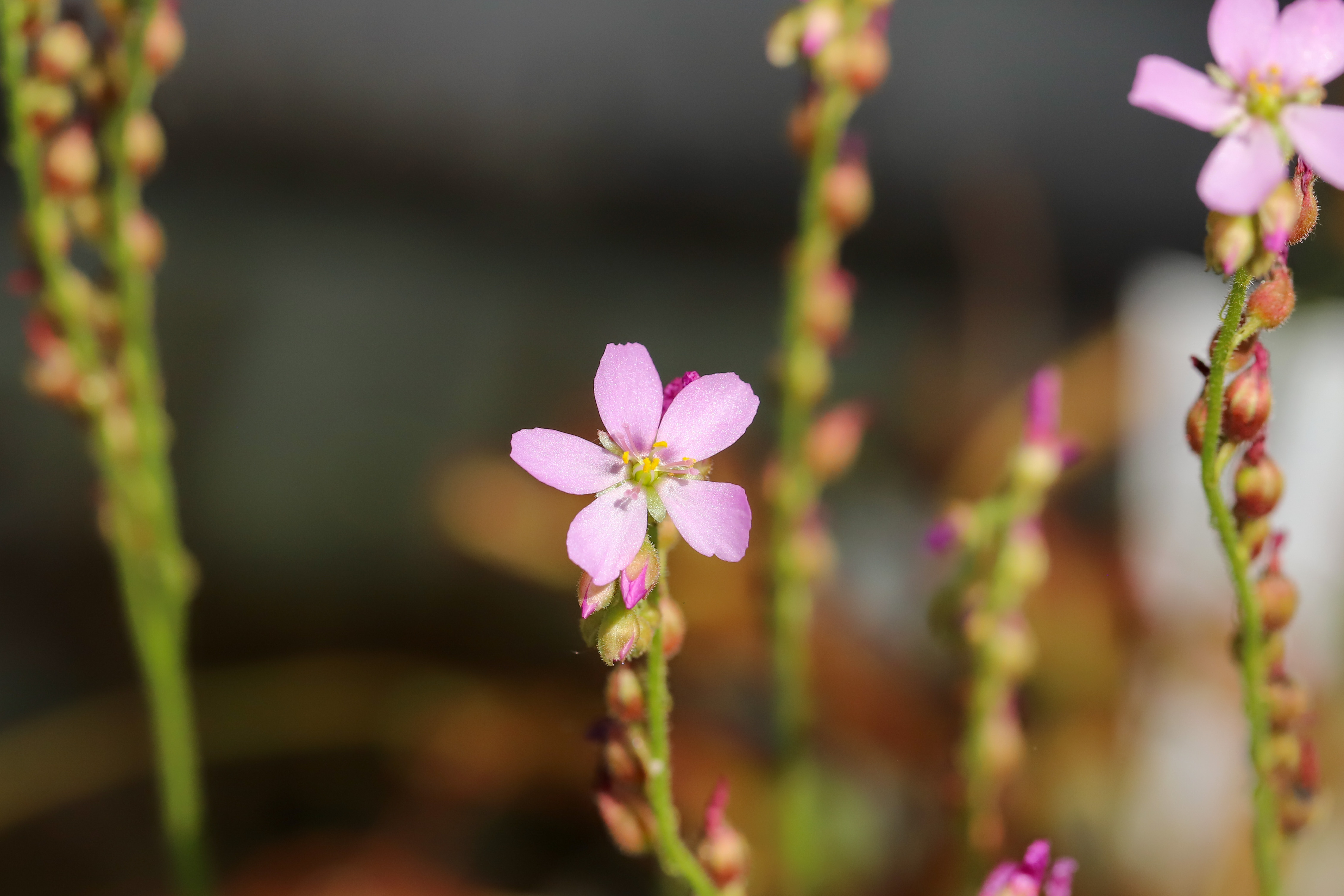 Drosera capensis
