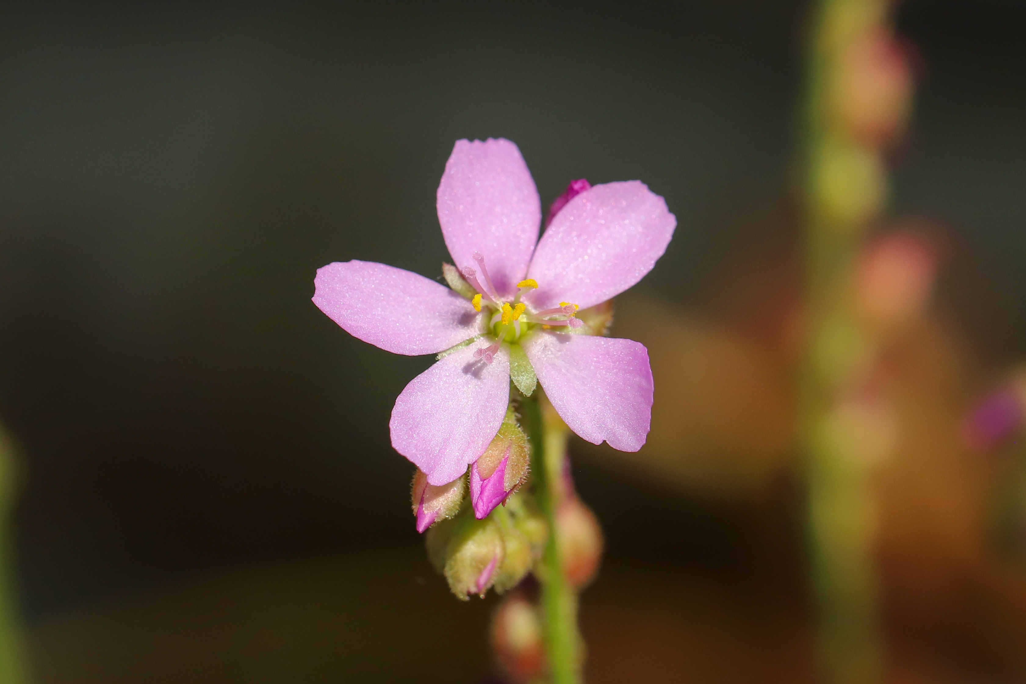 Drosera capensis